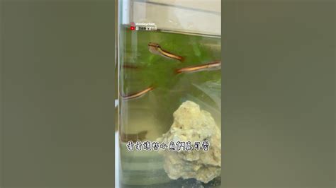 虎邊 養魚